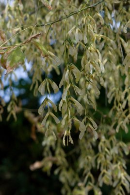 Acer negundo 'Variegatum' - javor jasanolistý - dvounažka